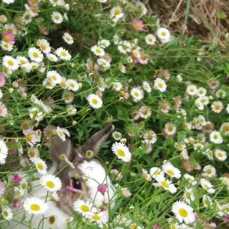 Appartamento Poggio House, Tranquillità E Comfort Nella Natura